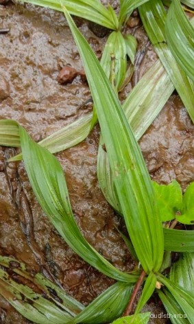 Curculigo orchioides leaf1.jpg